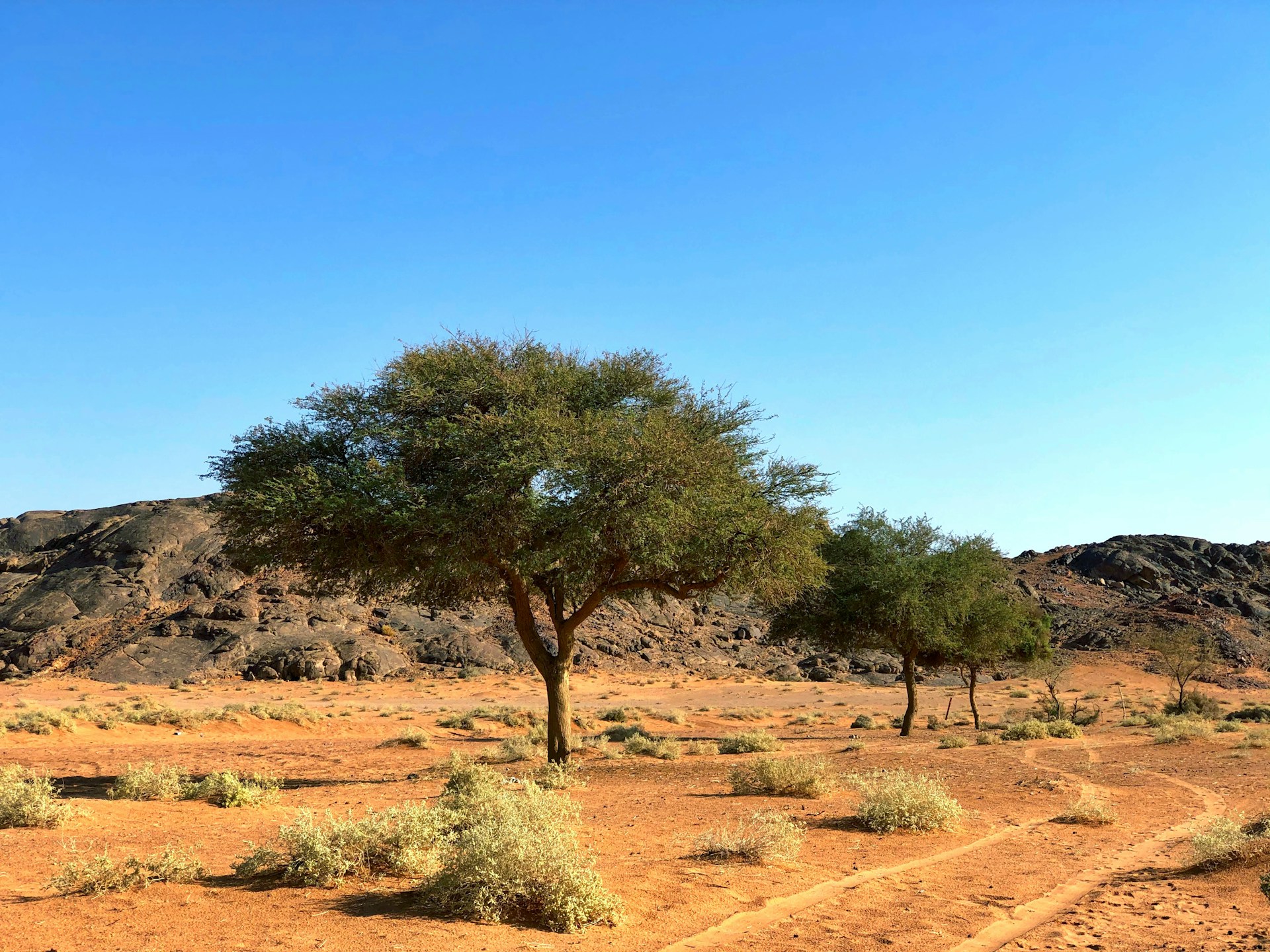All Valley Landscaping: A Comprehensive Guide to Landscaping in Arid Climates