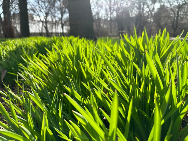 Smart Sprinklers, Healthy Lawns: Summer-Ready Irrigation for Arizona Homes