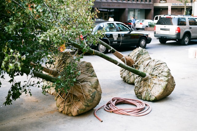 Affordable Tree Removal 101: Tips From Arizona’s Landscaping Pros