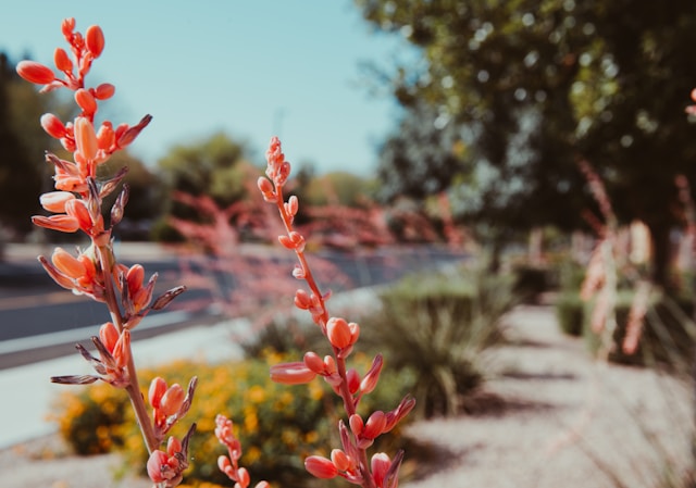 All Valley Landscaping — Professional Landscaping in Phoenix, AZ