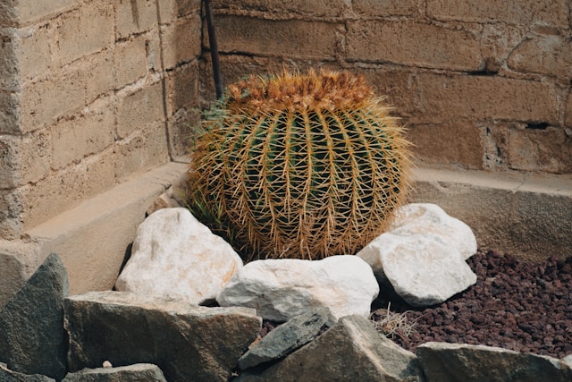 Elevating Outdoor Spaces: A Complete Look at All Valley Landscaping in Phoenix