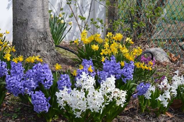 How to Prepare Your Yard for Spring Growth