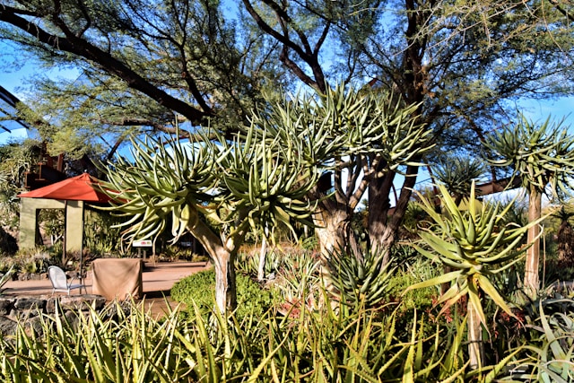 All Valley Landscaping: Crafting Beautiful, Sustainable Landscapes in Phoenix