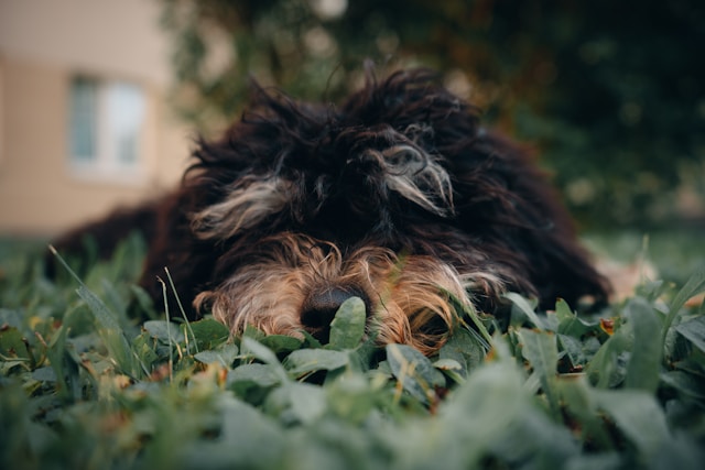 Adapted Grass Varieties: The Secret to a Beautiful, Low-Maintenance Lawn in Phoenix