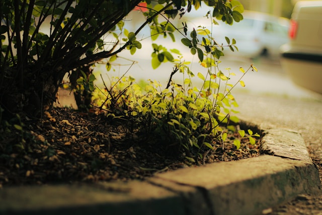 Top Landscaping Mistakes Phoenix Homeowners Make (and How to Avoid Them)