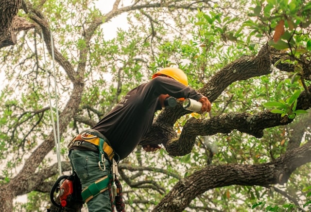 Tree Trimming & Removal in Phoenix: When and Why You Need Professional Help