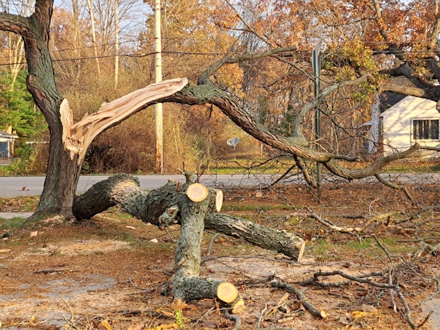 Tree Removal in Phoenix: When to Call All Valley Landscaping Professionals