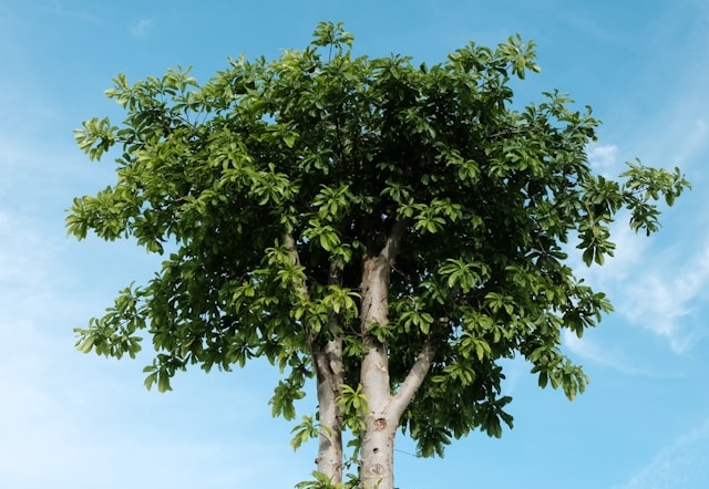 How Often Should Trees Be Trimmed in Phoenix? Expert Advice from Local Landscapers