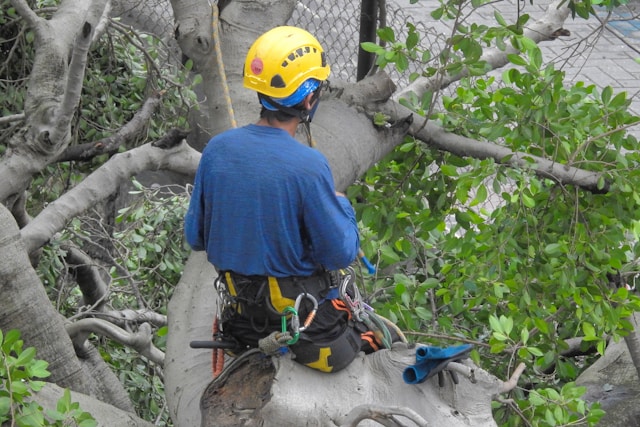 Why Professional Tree Trimming Is Essential for Phoenix Homes Year-Round
