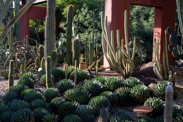 Desert, Modern, and Natural Landscapes: Phoenix Landscape Design and Installation Services
