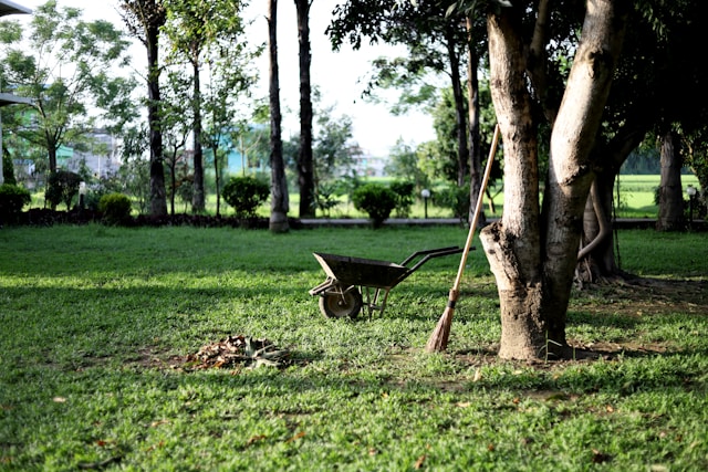 Phoenix AZ Landscape Cleanup and Tree Services for Residential and Commercial Properties